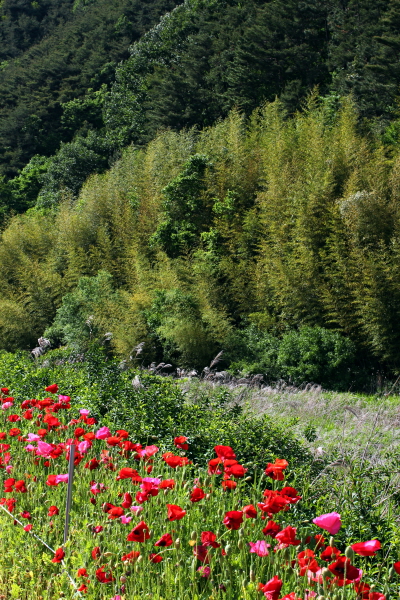 하동 꽃양귀비축제장 둑방길 너머 산에는 초록빛이 짙은 녹색으로 색바꿈이 한창이다.
