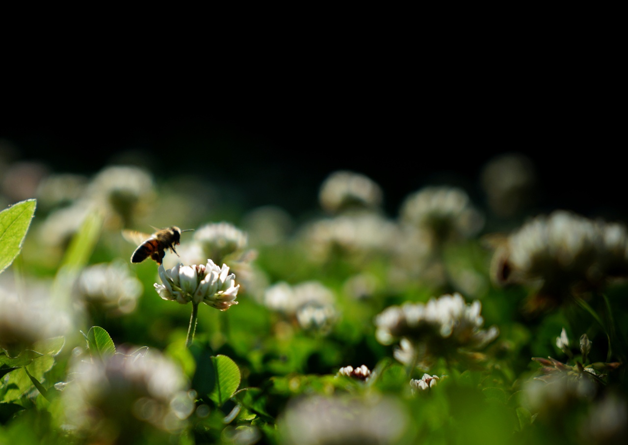 토끼풀꽃과 꿀벌