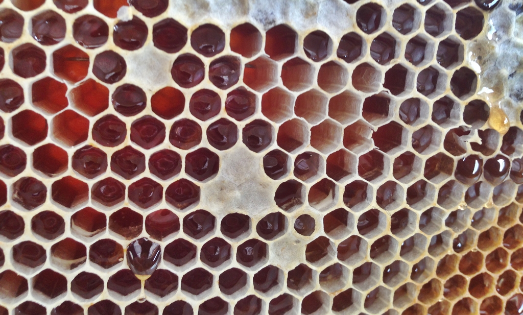 벌집의 육각 구멍하나에 벌 한마리씩 태어난다. 소초 하나에 3500개 정도의 벌집(소방)이 있다. 