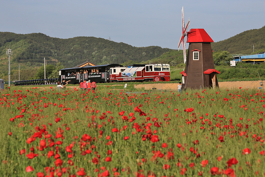 풍경열차가 꽃양귀비가 만개한 풍차 앞을 지나고 있다.