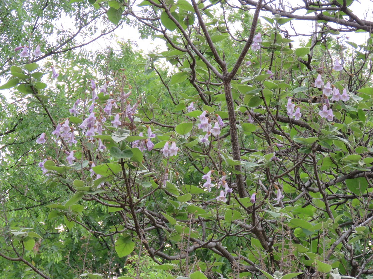 참오동나무에 꿀 많고 향기 짙은 나팔 모양의 통꽃들이 핀 모습.