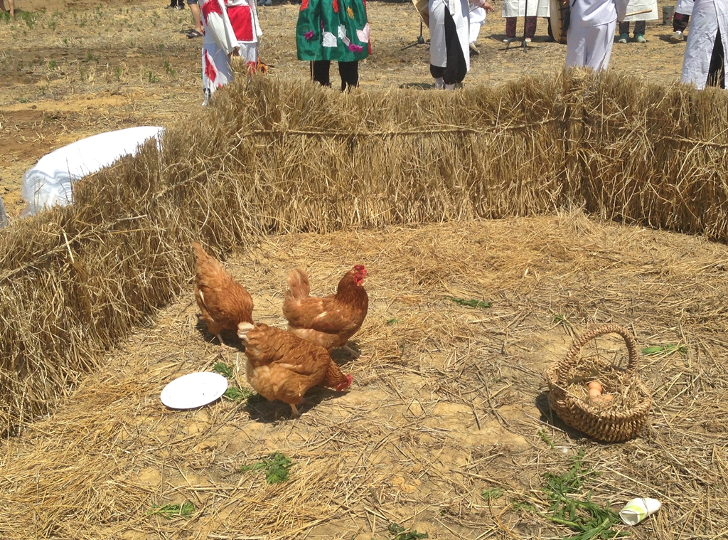 지푸라기 울타리안에 닭과 달걀을 넣어두니 옛날 마당이 재현되었다.