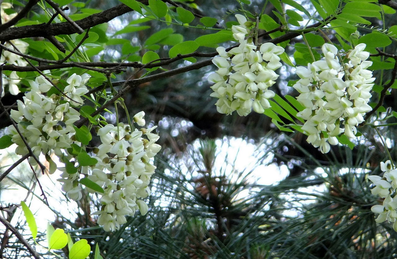 포도송이처럼 주렁주렁 매달린 향기로운 아까시나무 꽃. 