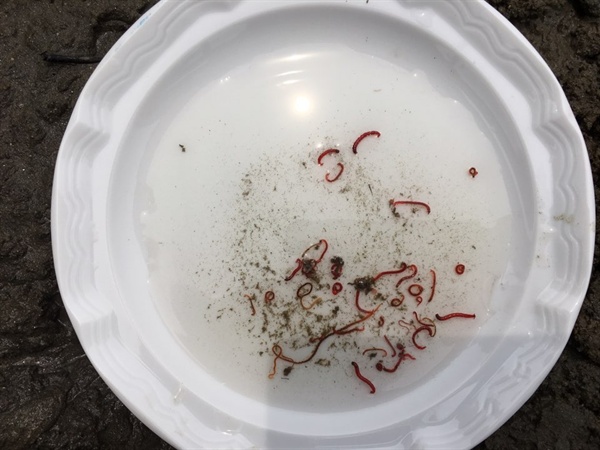 정수근 기자가 낙동강 사문진교 아래에서 30여분 삽질을 했는데, 40여마리 잡았습니다. 환경부가 최악 수질 지표종으로 삼은 붉은 깔따구와 실지렁이들입니다. 