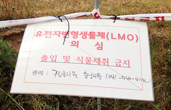 LMO유채를 심었던 밭에 국립종자원이 설치해 놓은 경고판.