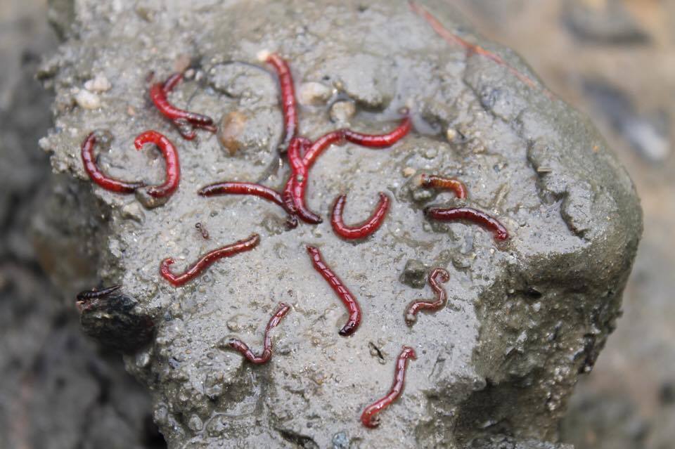금강의 시커먼 펄 속에는 붉은 깔따구가 산다. 환경부가 공식 지정한 최악의 수질지표종이다. 