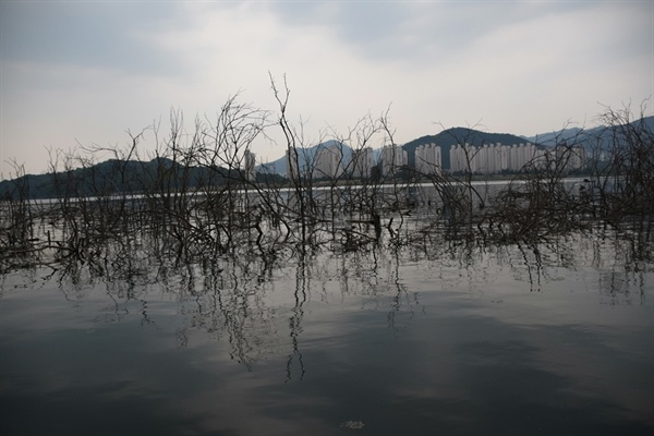  낙동강에서 고사한 버드나무 군락지. 4대강 사업 이전에 이곳은 황금어장이었다.