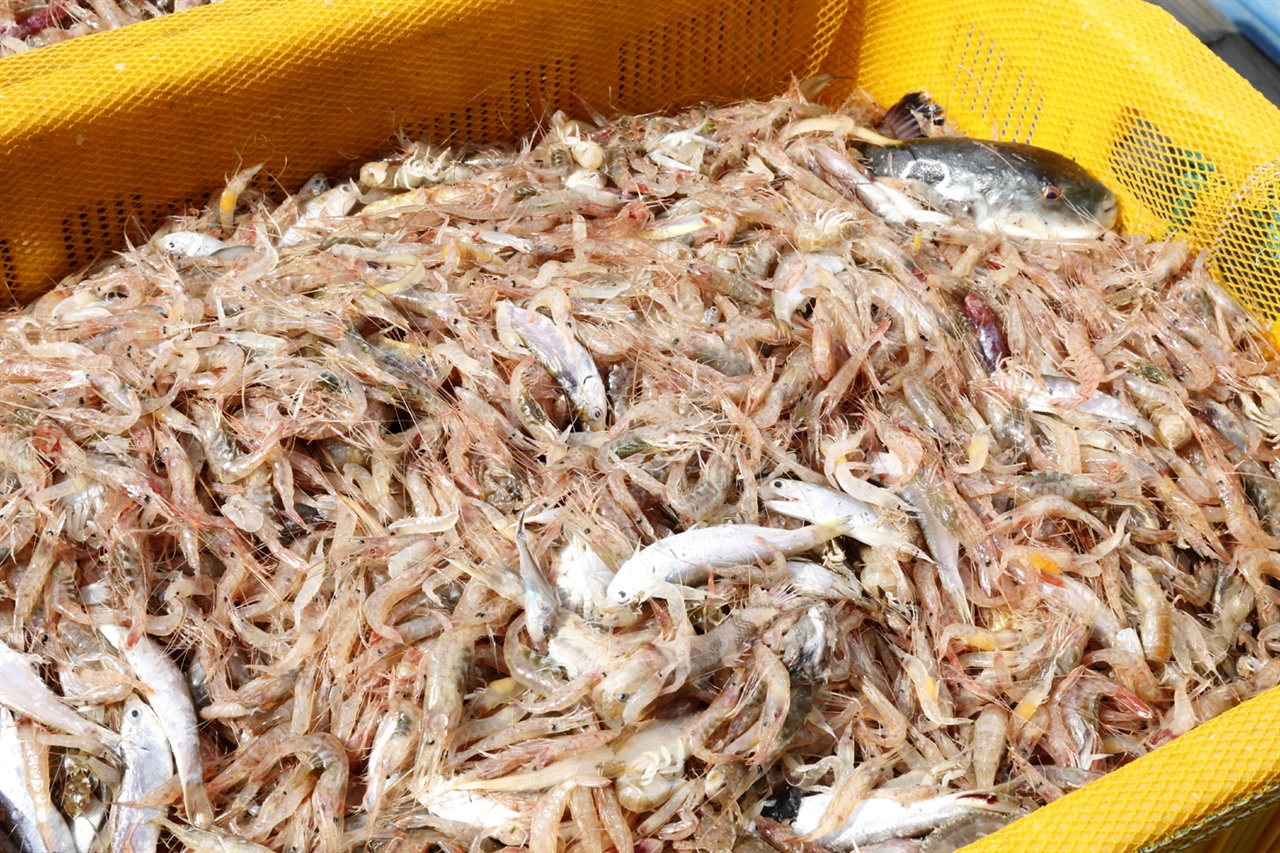 낙월도 주변 바다에서 잡은 새우들. 새우와 함께 여러 종류의 고기가 섞여 있다.