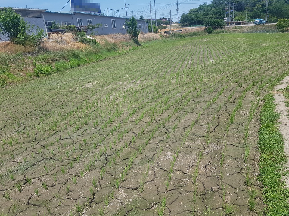  3일 하늘은 맑고 푸르지만 그 아래 모내기가 끝난 논은 극심한 가뭄으로 인해 물이 없어 논바닥이 쩍쩍 갈라져 있다.