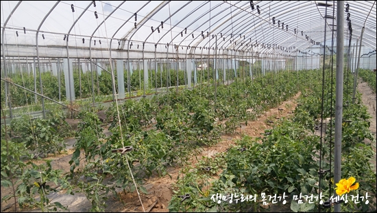 생명역동농업으로 키우는 토마토