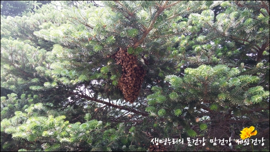 평화나무 농장의 벌들 중 한 떼가 분봉하느라 나무에 붙어 있다.