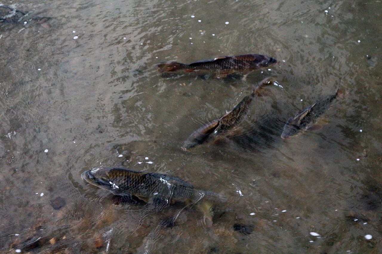 성내천에서 만난 물고기들.