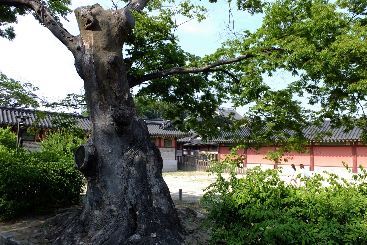 경이로운 노거수 나무들이 모여 사는 고궁.