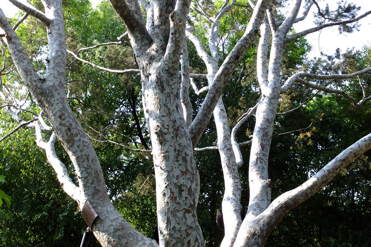 조선시대 중국에서 건너온 흰 소나무, 백송.