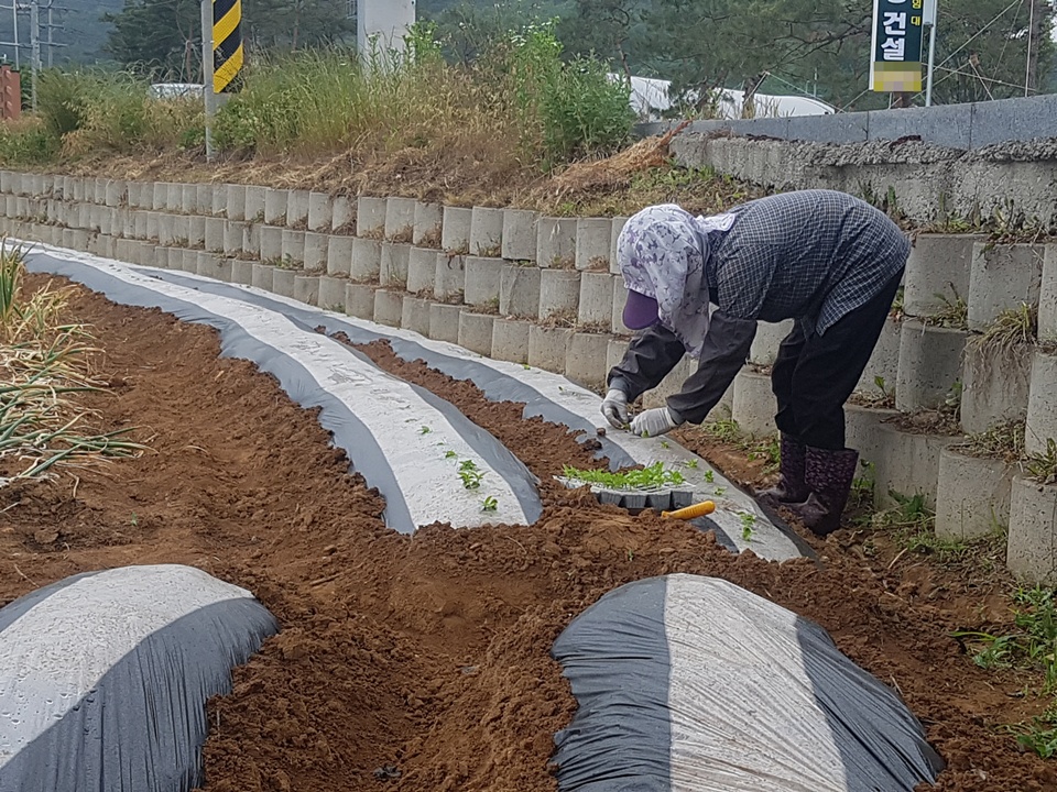 현충일인 6일 오후 충남 홍성 지역에 비가 내리기 시작한 가운데 홍성 구항면 한 농가에서 참께묘를 심고 있다. 지난 2일 구항면에서는 마을 주민들이 모여 기우제를 지내기도 했다.