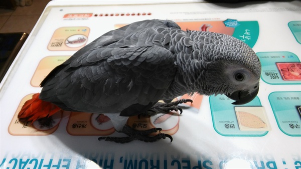 회색앵무(Grey parrot) 