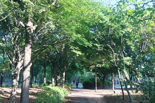 중앙공원 중 인천지하철1호선 인천터미널역과 연결되는 곳 일대. 나무들이 꽤 우거져있다.