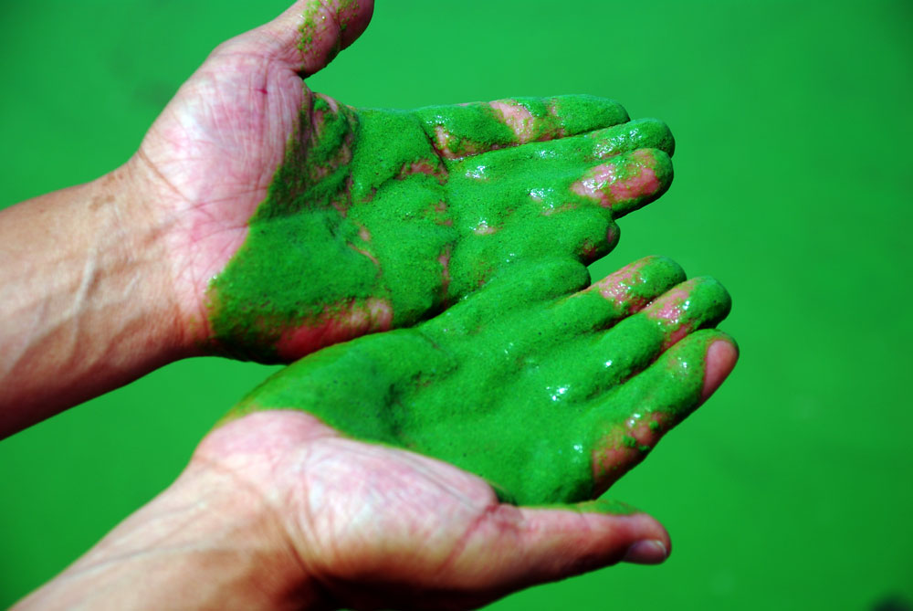 손으로 강물을 떠보았다. 끈적끈적 녹색 페인트를 손에든 느낌이다. 