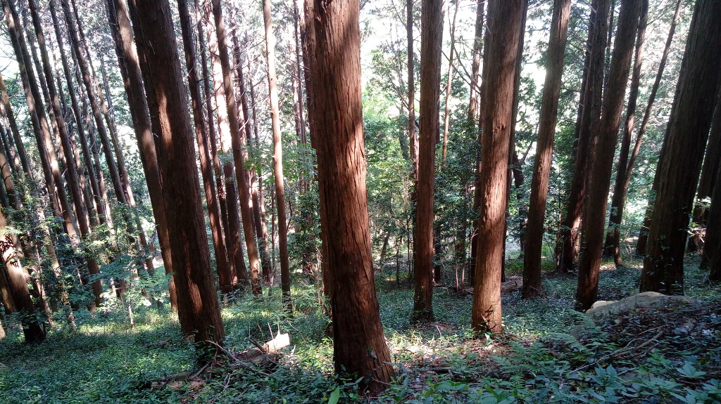 편백나무 숲...