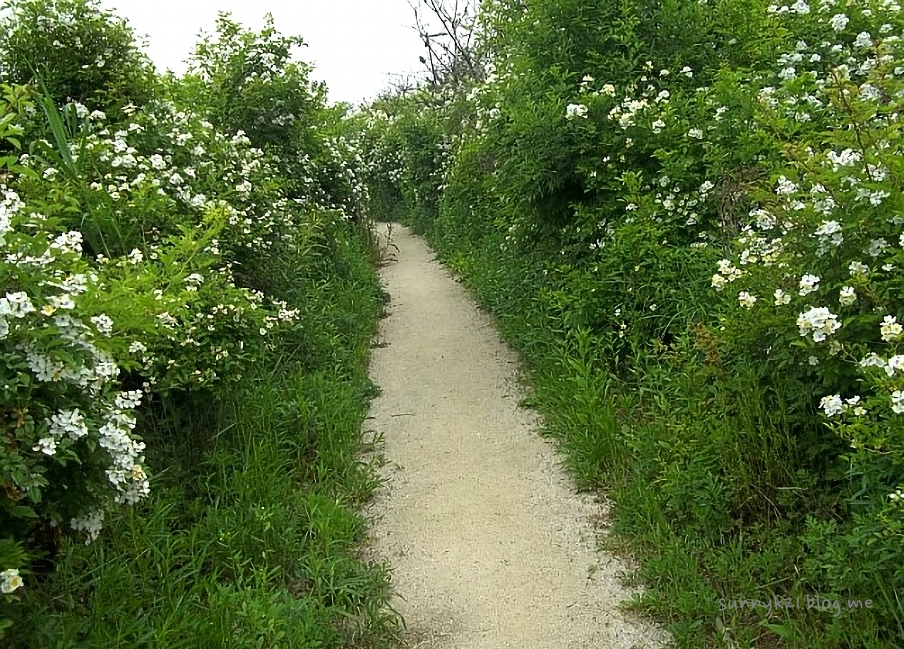 은은하고 감미로운 향기가 나는 찔레꽃 만발한 오솔길. 