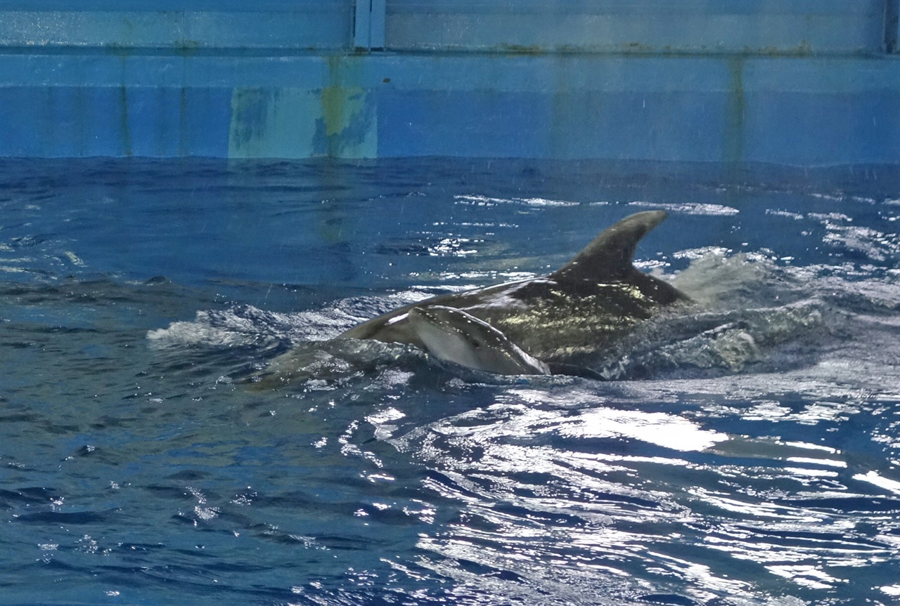돌고래의 무덤으로 불리는 울산 장생포고래생태체험관에서 13일 오전에 태어난 새끼 돌고래가 어미를 따라 헤엄치고 있다. 