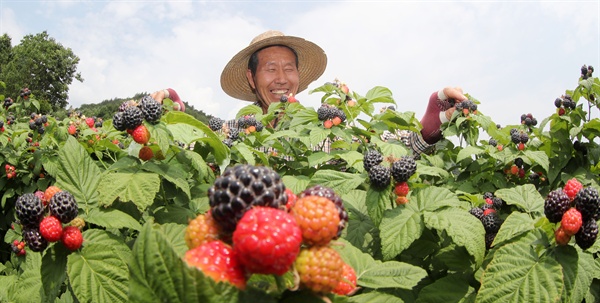  함양 지곡면 덕암리의 복분자 수확.