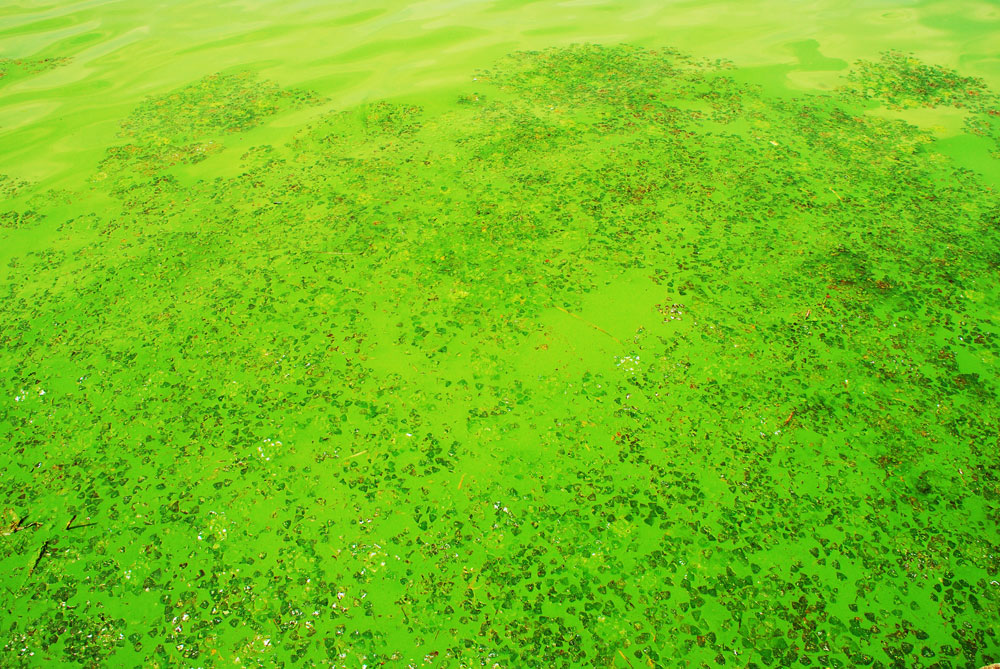  늪지나 저수지에 서식하는 수생식물인 마름 사이로 녹조가 뒤덮고 있다.