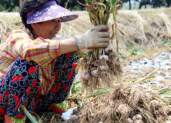 충남 예산군 광시면 광시리의 한 밭에서 아주머니 한 분이 “가뭄으로 밑이 안들었다며 수확한 마늘을 들어 보이고 있다. 