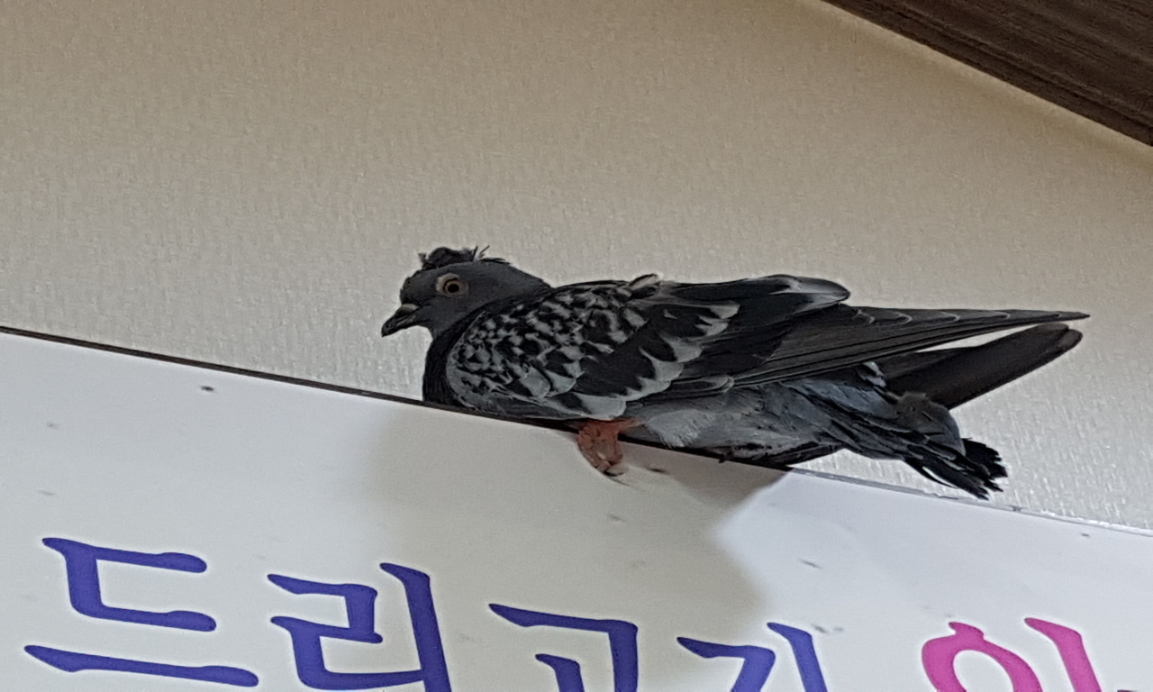 주방 선반에 앉아있는 비둘기