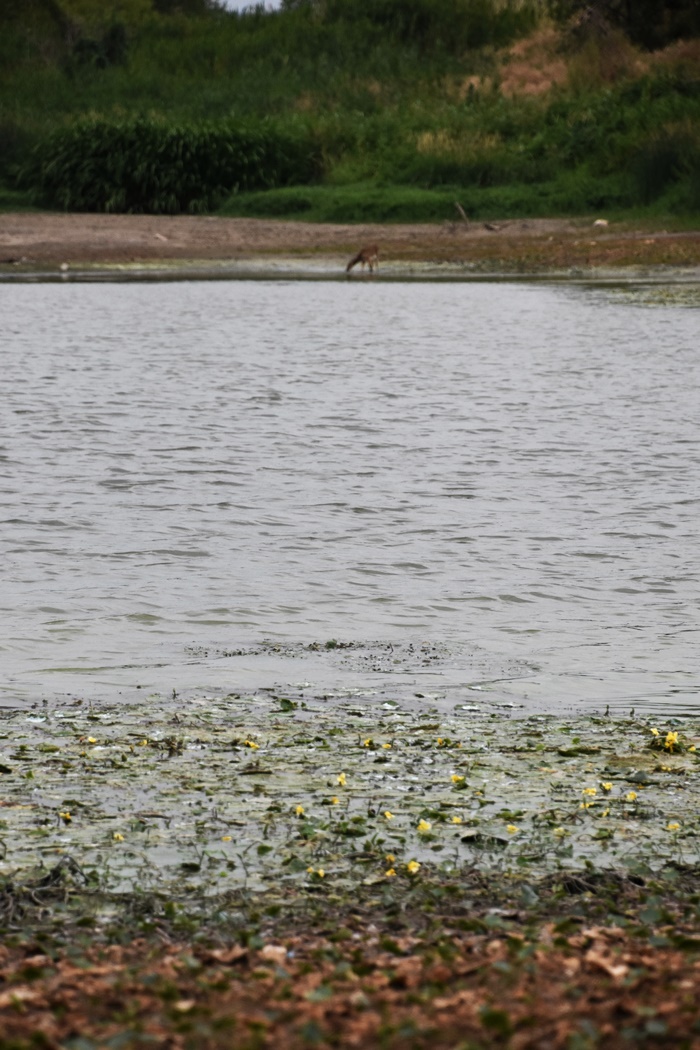 녹조범벅 낙동강에서 녹조라떼 강물을 마시고 있는 고라니 한 마리 