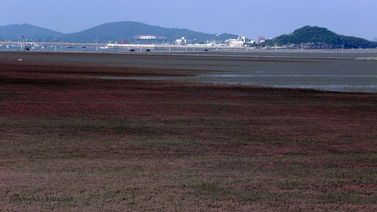 제부도 남쪽 해안을 붉게 물들인 신비한 풀, 칠면초. 