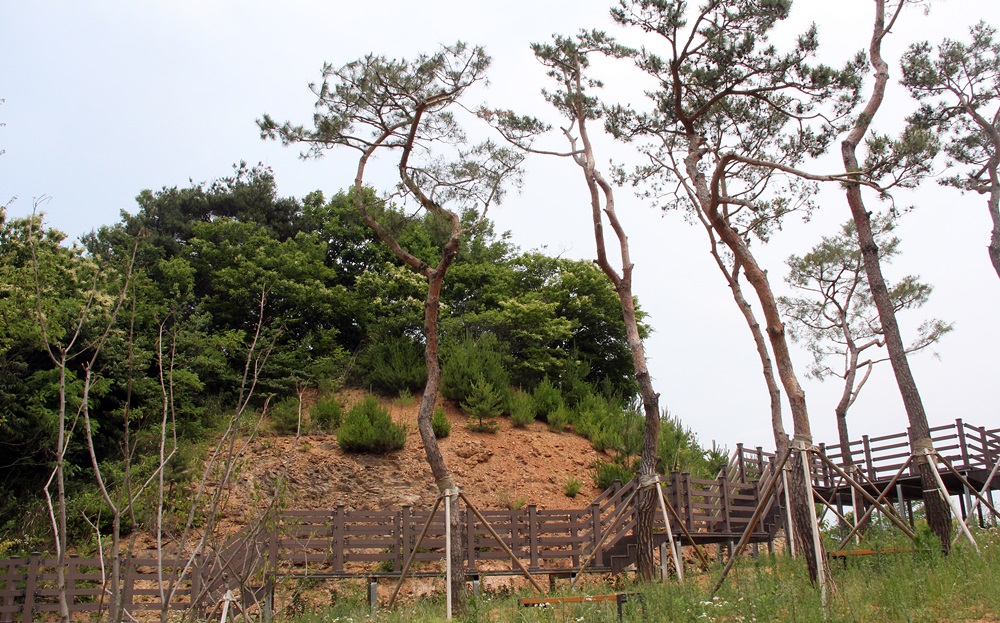 소나무가 많은 산에 조경수로 별도의 소나무를 공원에 심었다. 