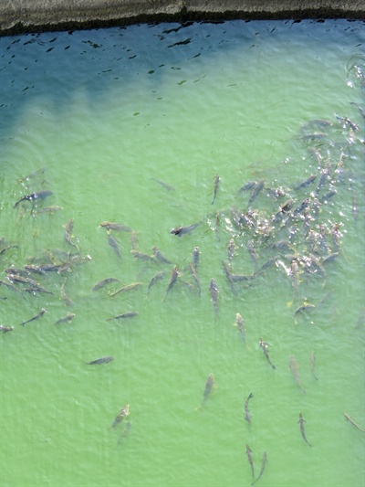 15일 녹조가 발생한 낙동강 합천창녕보 상류에 물고기들이 모여 있고, 일부는 주둥이를 물 밖으로 내밀고 있다.           