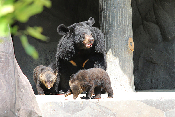 오는 19일 공개되는 서울대공원 아기반달가슴곰들.