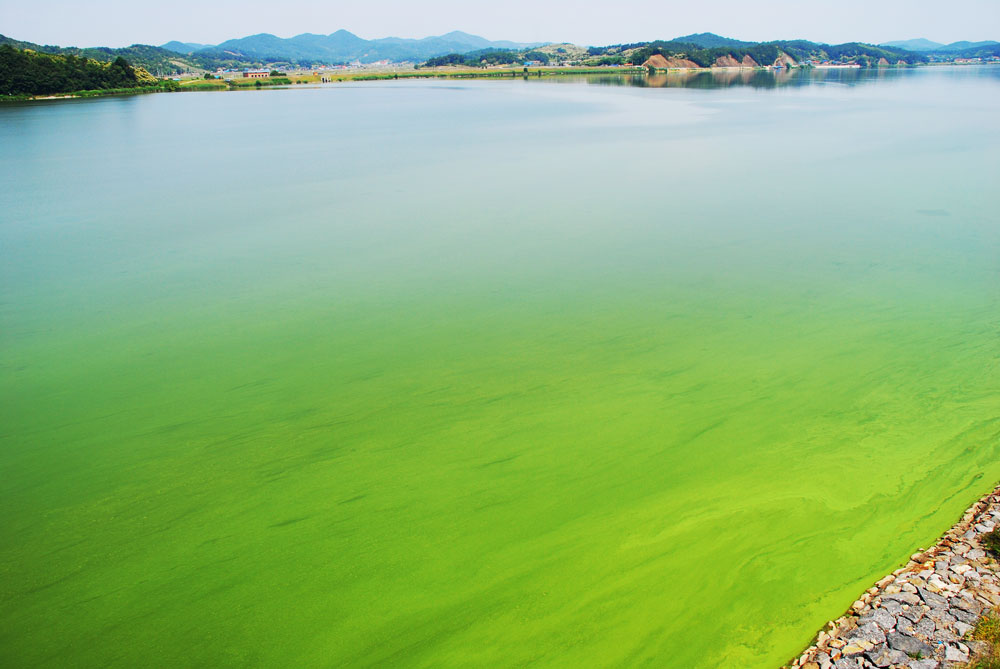 부여군과 익산시를 연결하는 웅포대교에서 바라본 강물이 온통 녹색 빛이다.