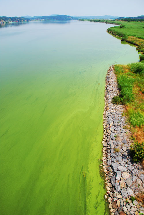 부여군과 익산시를 연결하는 웅포대교에서 바라본 강물이 온통 녹색 빛이다.