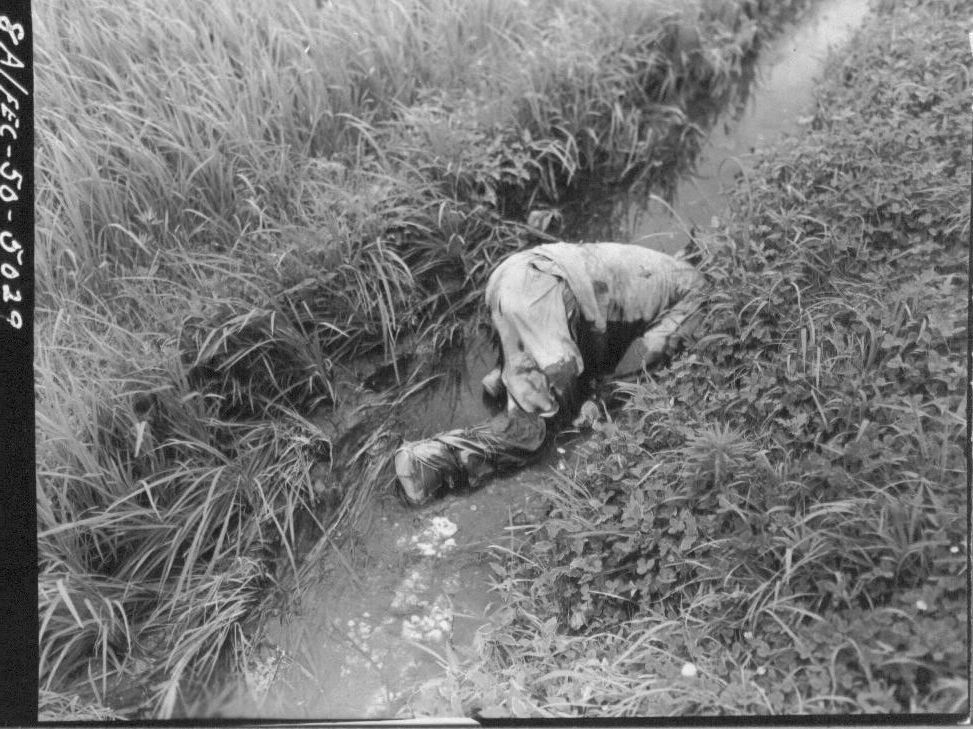  1950. 7. 29. 경북 영덕. 어느 북한 인민군이 논두렁 수로에 머리를 박은 채 죽어있다. 