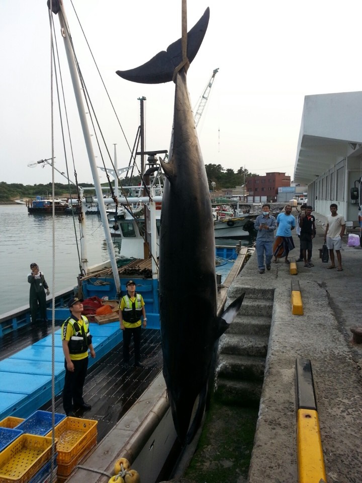 17일 길이 4m 60cm, 둘레 2m 10cm, 무게 약 1톤의 밍크고래가 잡혀 3,800만 원에 위판되었다 