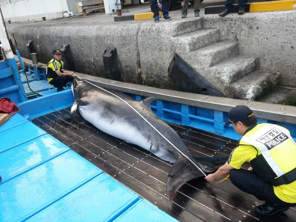 17일 길이 4m 60cm, 둘레 2m 10cm, 무게 약 1톤의 밍크고래가 잡혀 3,800만 원에 위판되었다 