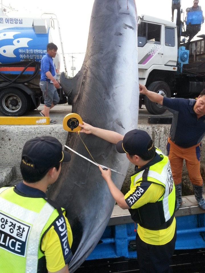 17일 길이 4m 60cm, 둘레 2m 10cm, 무게 약 1톤의 밍크고래가 잡혀 3,800만 원에 위판되었다 