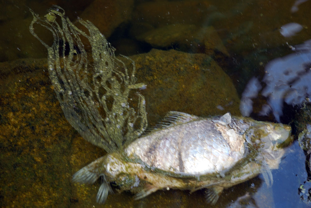 유네스코 세계문화유산 공산성 앞 강물에 죽은 물고기가 썩어가고 있다.