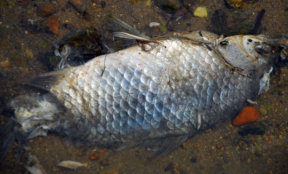 유네스코 세계문화유산 공산성 앞 강물에 죽은 물고기가 썩어가고 있다.