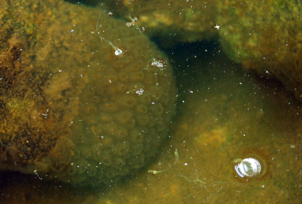 충남 공주시 백제큰다리 밑 교각보호공 밑에 큰빗이끼벌레가 촘촘히 자리를 잡고 있다.