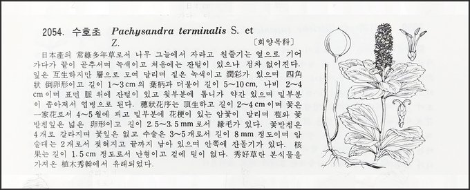 식물도감에서의 수호초 설명 / 이창복 지음,《대한식물도감》(1980년 초판, 향문사) 514쪽