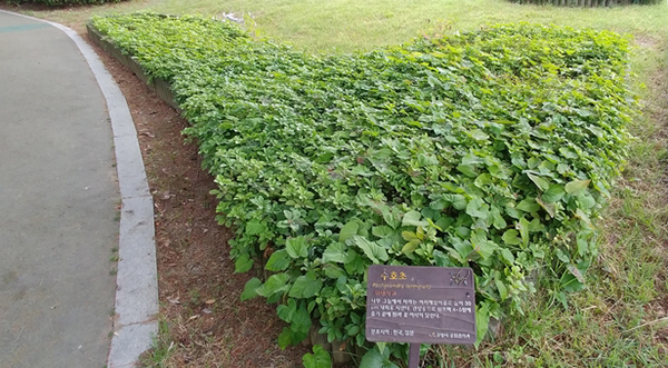 수호초 4 수호초는 이제 공원 등에서 흔하게 보는 꽃이다. 사진은 일산 호수공원 월파정 정자 앞