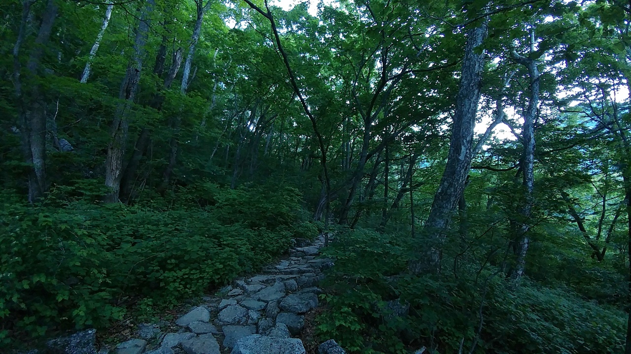 설악산 등산로 제1쉼터부터 설악폭포까진 거리는 더 길어도 크게 어렵지 않다고 소개했듯 새벽 이른 시간 바람 선선할 때 등산을 시작했다면 이 지점을 통과할 때까지는 따가운 여름 햇볕도 괴롭히지 않는다. 오히려 해발 1,000m에 이르는 지점에 이토록 키 큰 나무들이 많고, 숲이 잘 발달되어 있다는 사실에 놀라며 걷기 좋은 길을 즐길 수 있다.