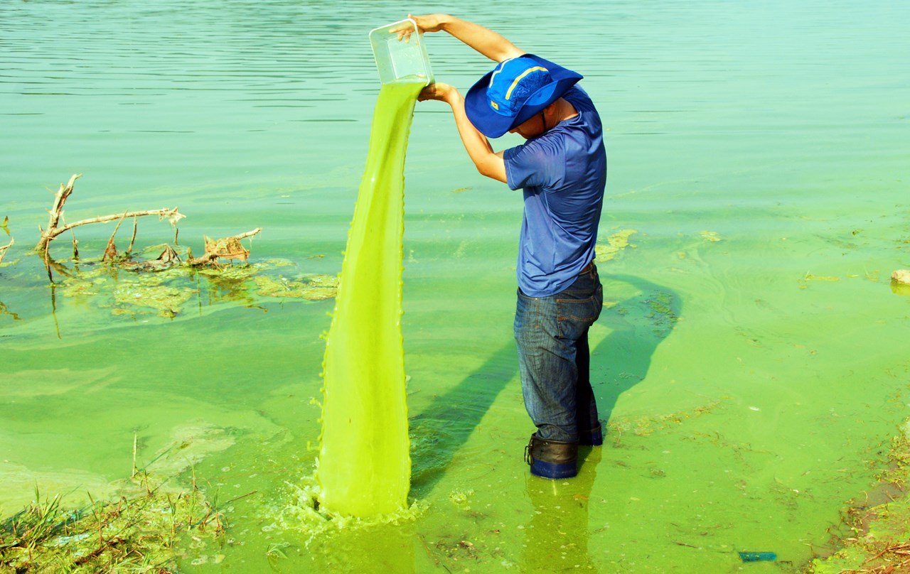 지난 6월19일 현재 도동서원 앞 낙동강 모습이다. 녹색 페인트를 풀어 놓은듯한 낙동강 녹조라떼 속 물고기는 과연 안전할까? 식용금지라는 환경부의 경고가 이해된다. 