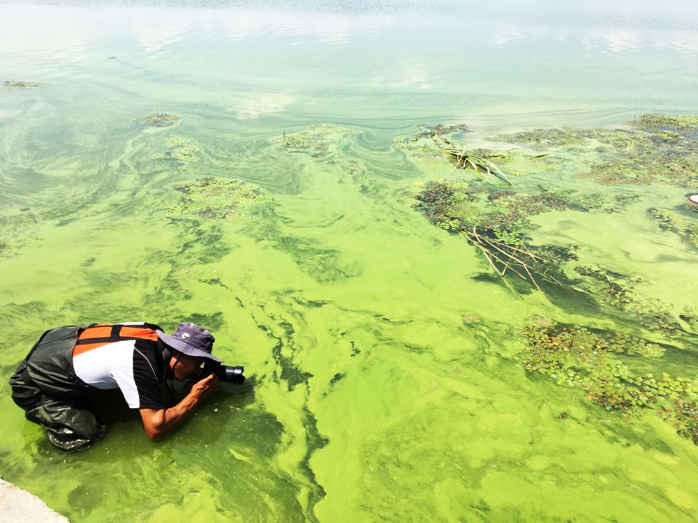 충남 논산시 황산대교 인근 강물이 온통 녹색이다.