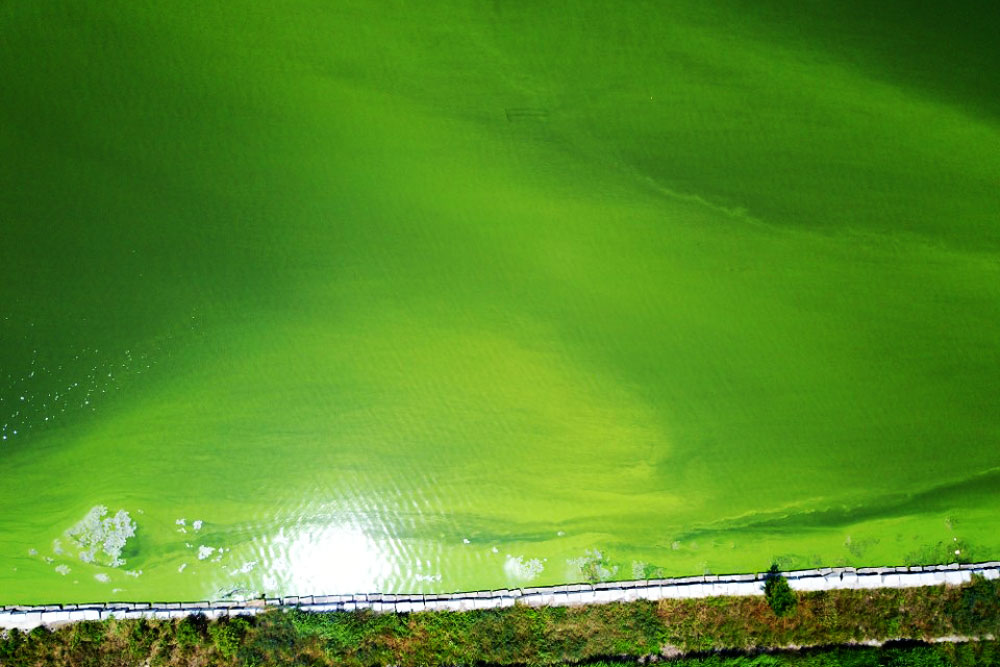 하늘에서 바라본 강물은 온통 초록빛이다.