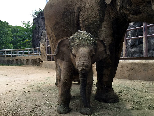 첫돌을 맞는 서울대공원 아기코끼리 희망이.